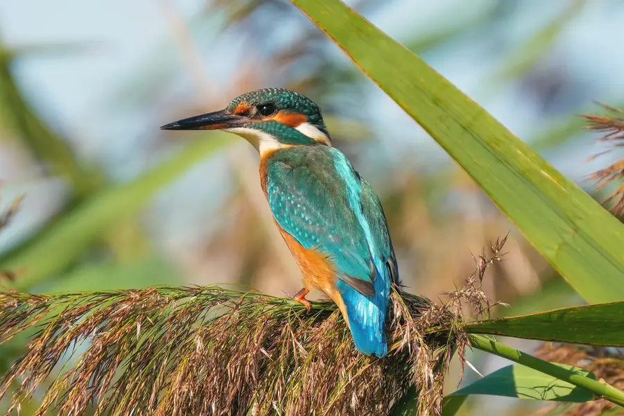 A kingfisher at the Champ-Pittet nature reserve