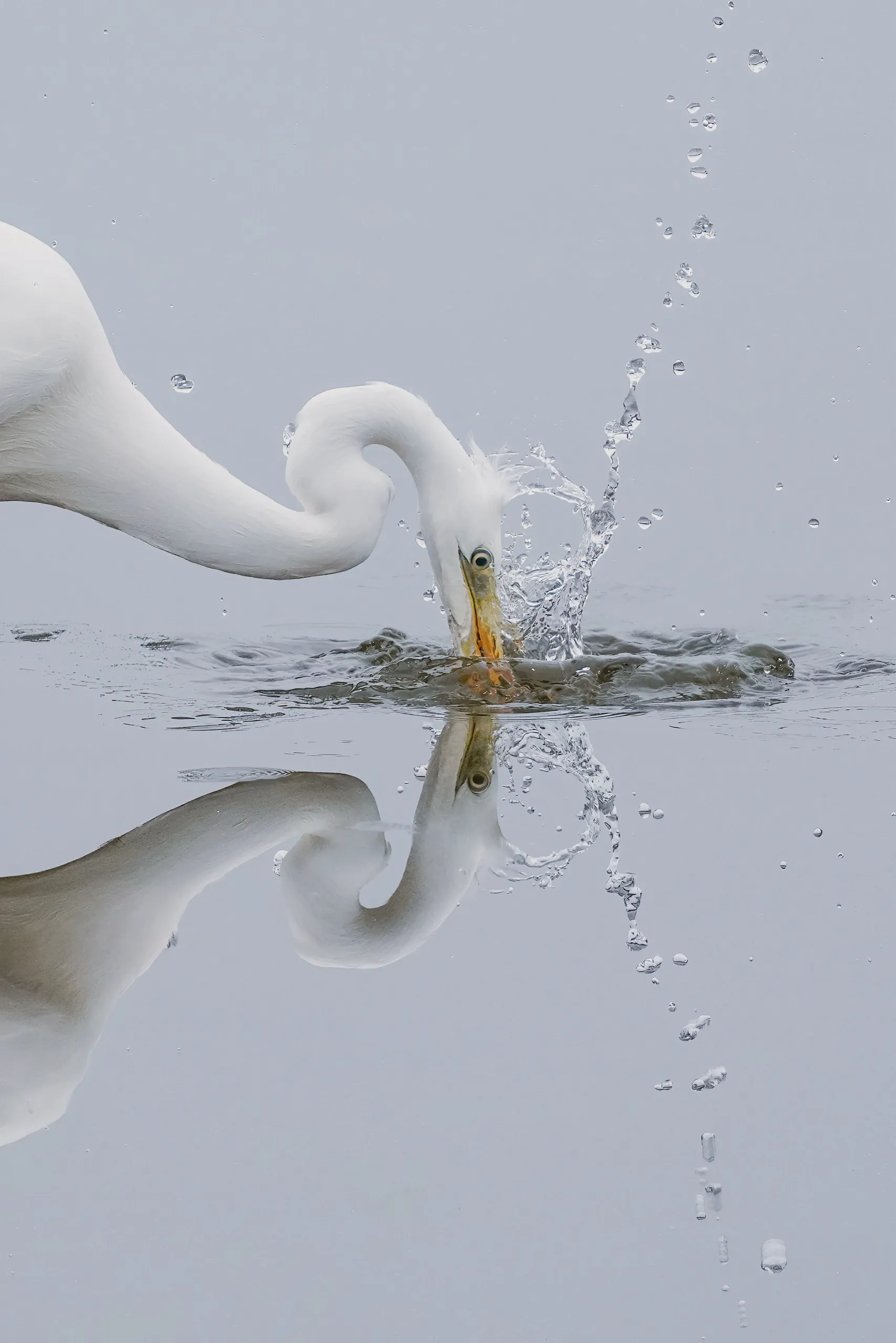 A great egret fishing in the reedbeds at Champ-Pittet
