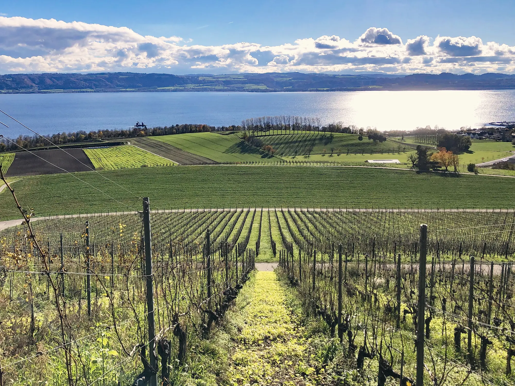 Vineyards running down to Lake Neuchâtel at Concise, the 1476 battlefield