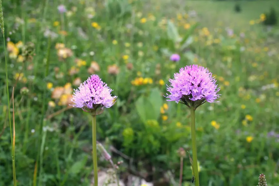 Globe orchids (Traunsteinera globosa) flowering on Le Chasseron
