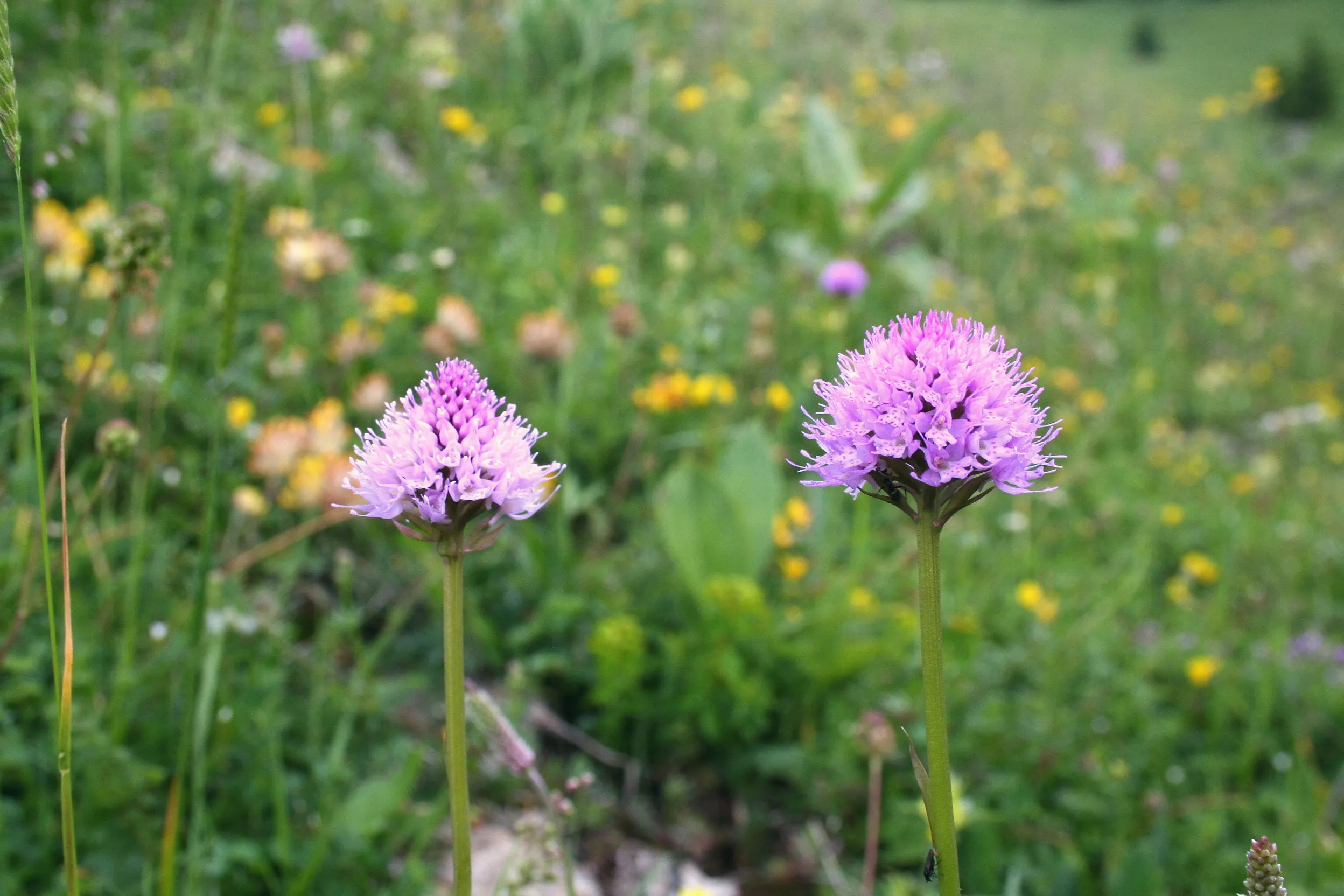 Globe orchids (Traunsteinera globosa) flowering on Le Chasseron