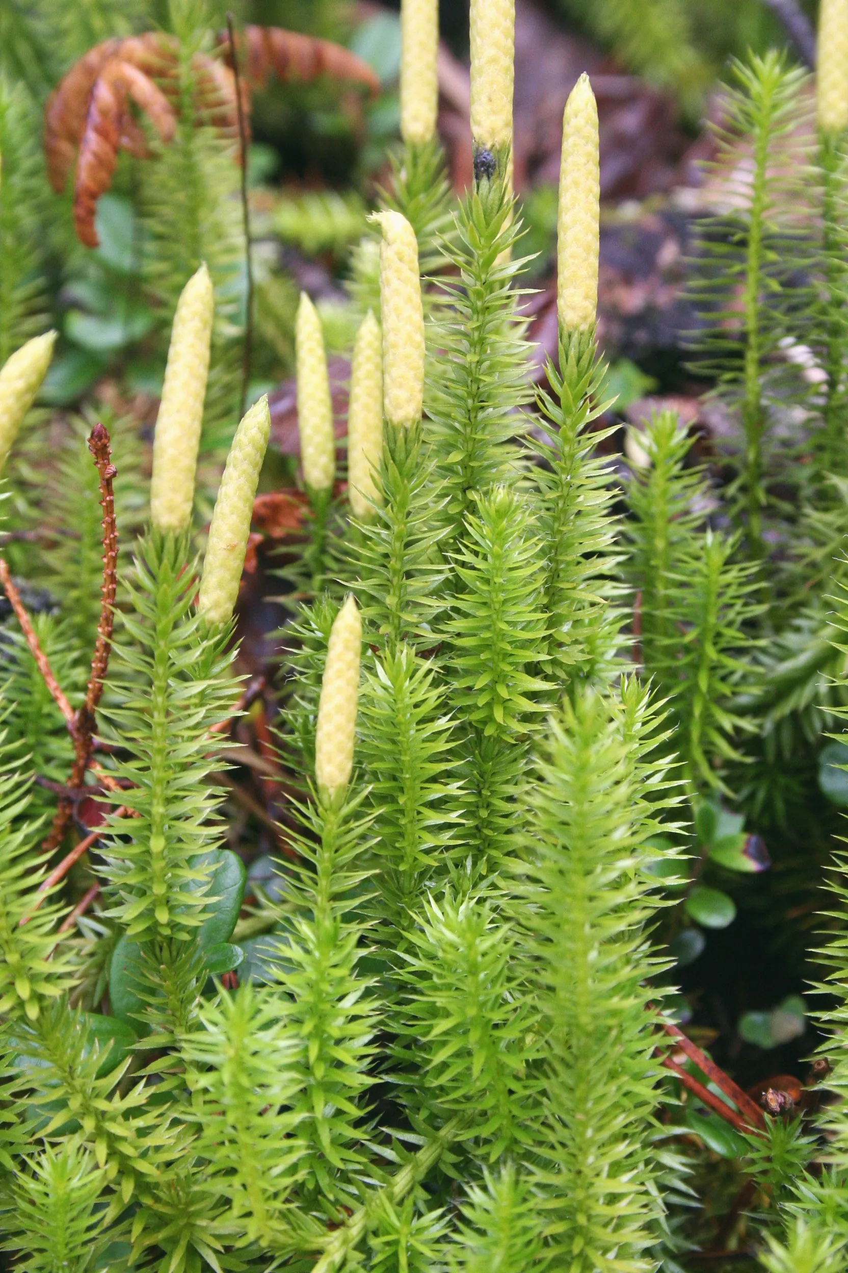 Interrupted clubmoss (Lycopodium annotinum) on the forest floor at the Creux du Van