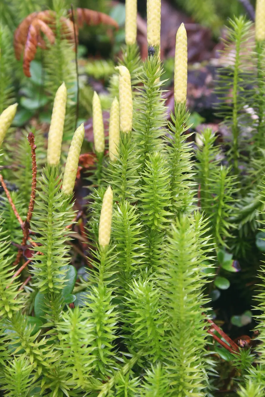 Interrupted clubmoss (Lycopodium annotinum) on the forest floor at the Creux du Van