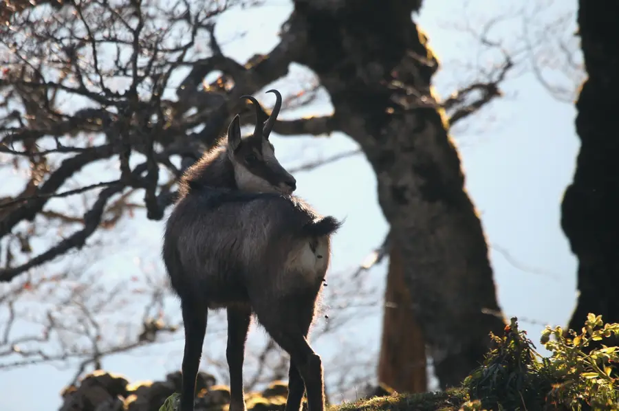 A chamois on the slopes of the Dent de Vaulion