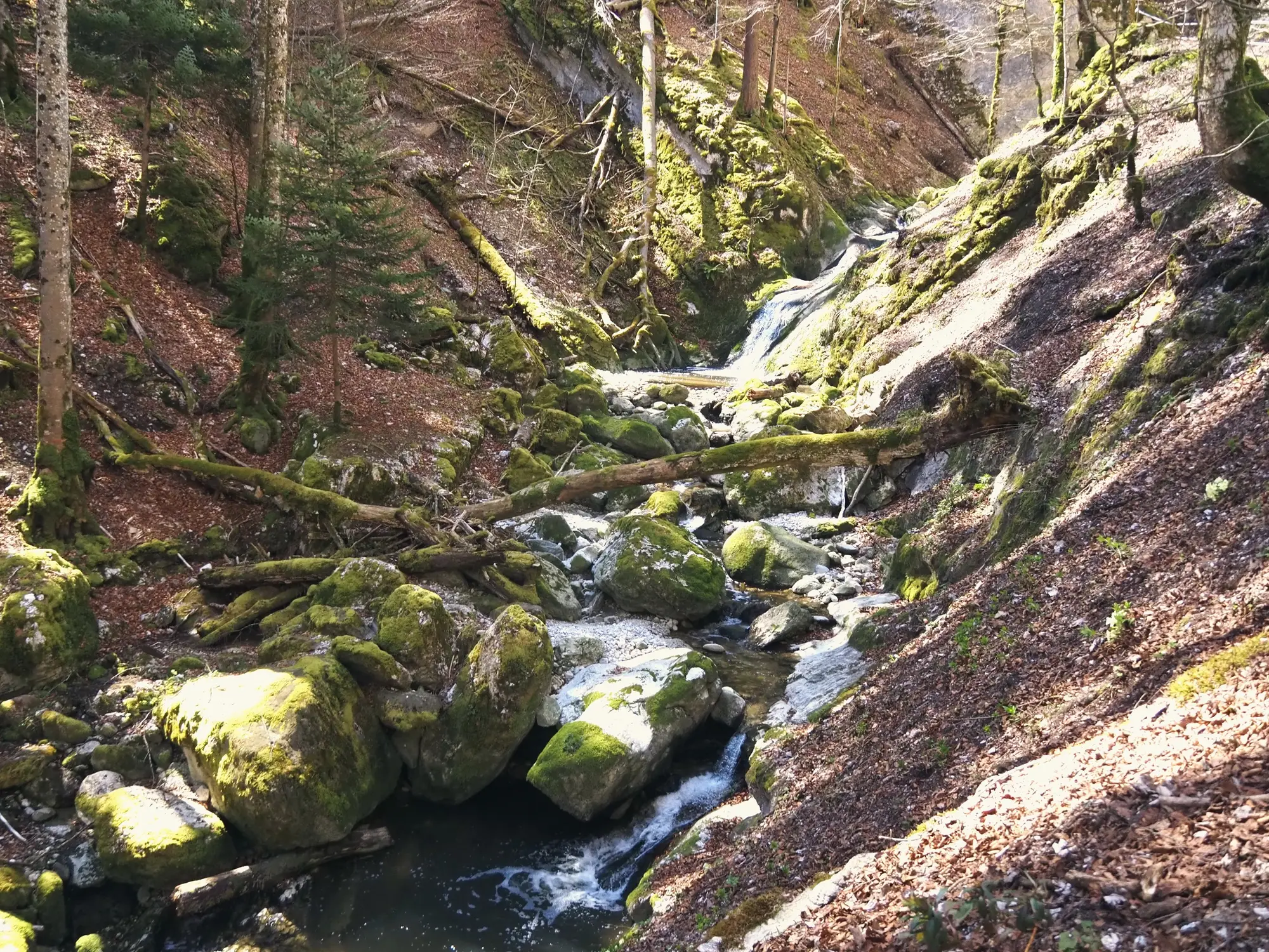 The Gorges de Covatannaz, a wooded ravine in the Jura foothills