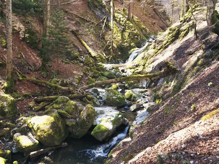 The Gorges de Covatannaz, a wooded ravine in the Jura foothills