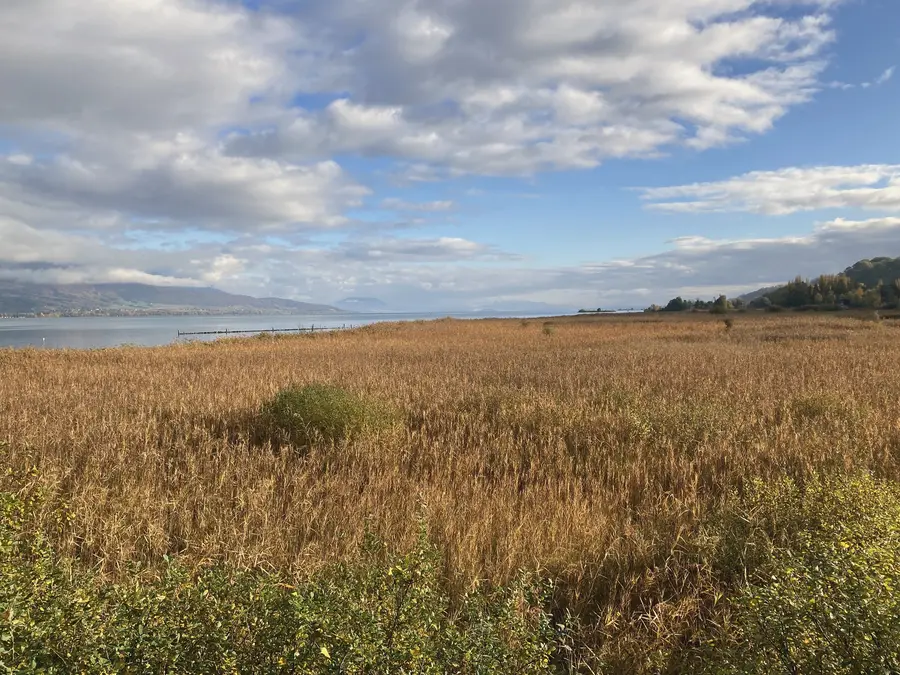Reedbeds along the Grande Cariçaie, on the lake's south shore