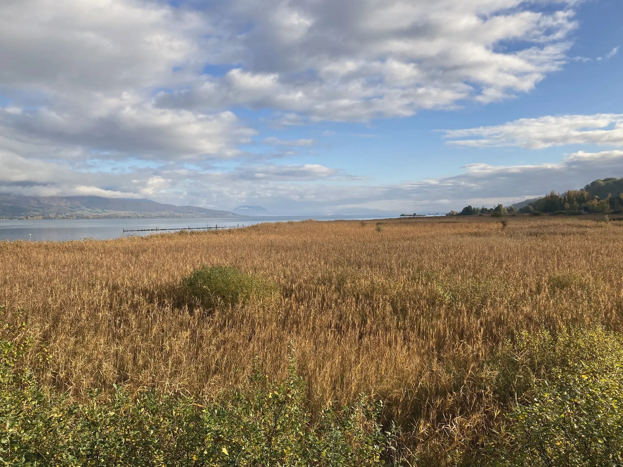 Reedbeds along the Grande Cariçaie, on the lake's south shore