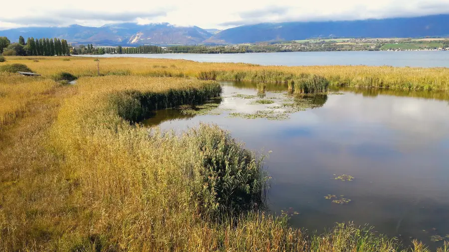 The Grande Cariçaie, the largest lakeside marsh in Switzerland