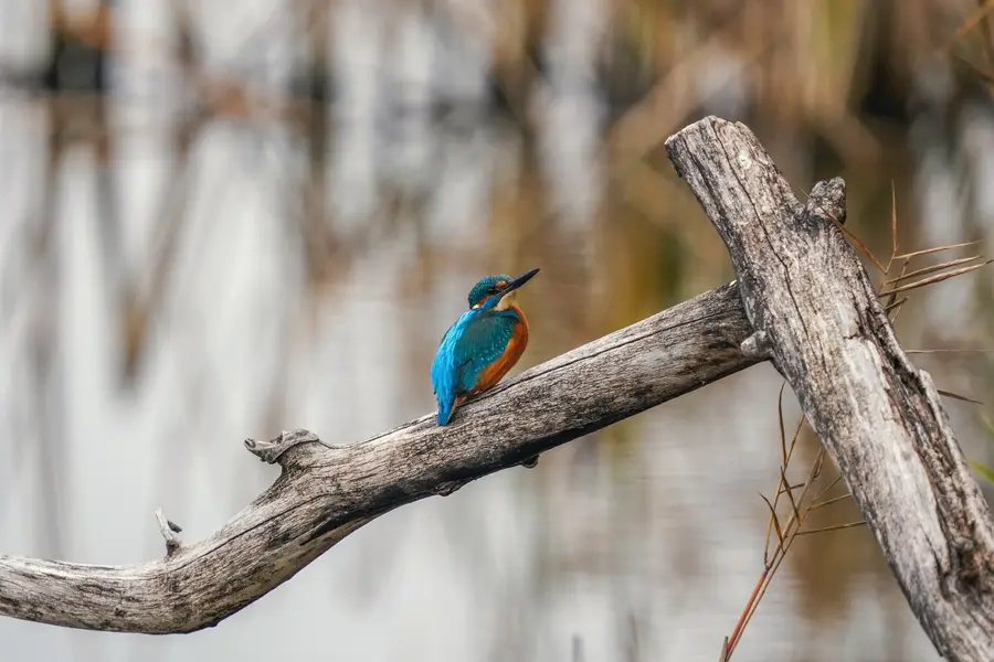 A wild kingfisher on the shore of Lake Neuchâtel