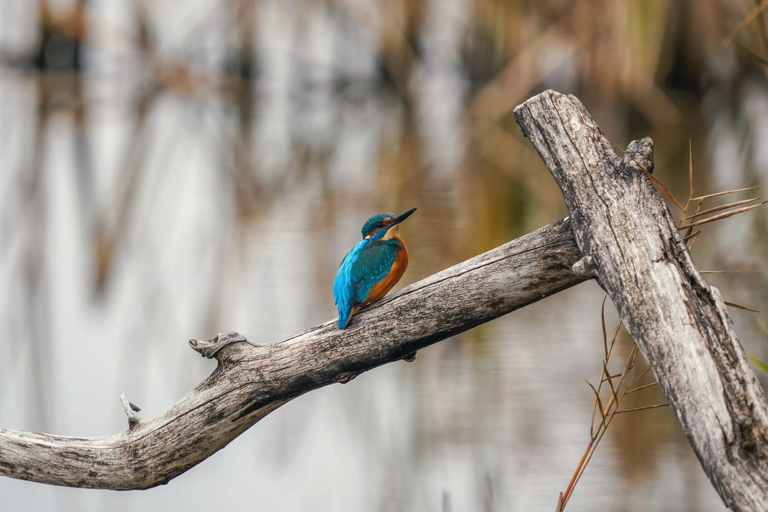A wild kingfisher on the shore of Lake Neuchâtel