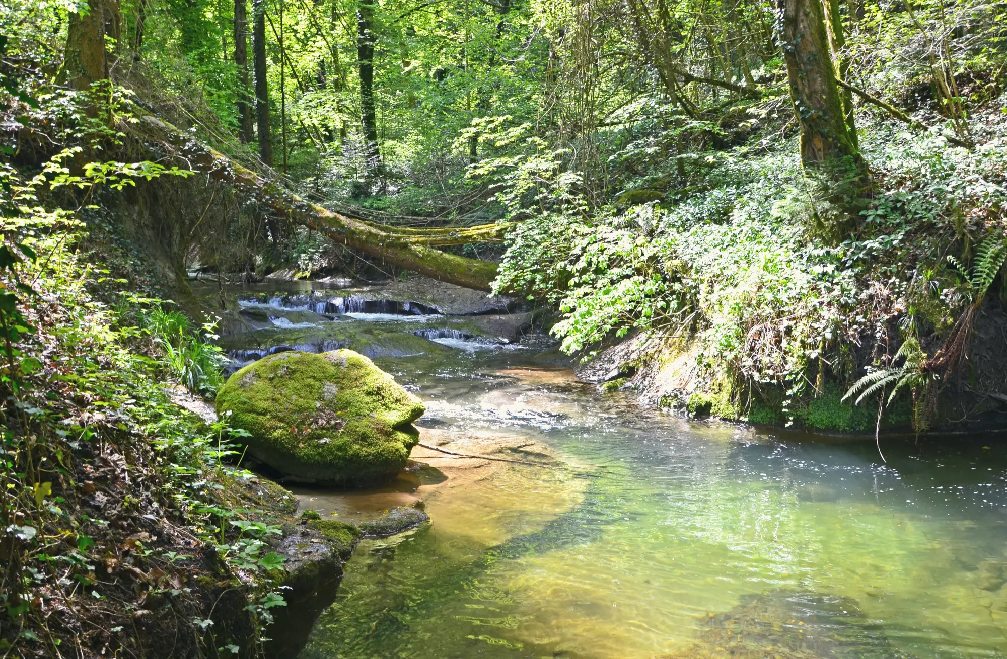 The Ruisseau des Vaux, a small river in the woods near Yvonand