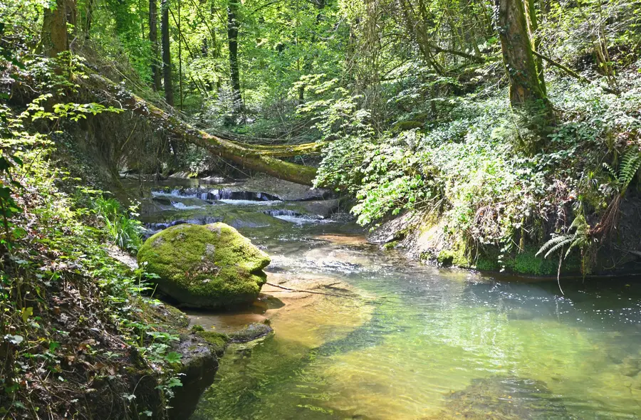 The Ruisseau des Vaux, a small river in the woods near Yvonand